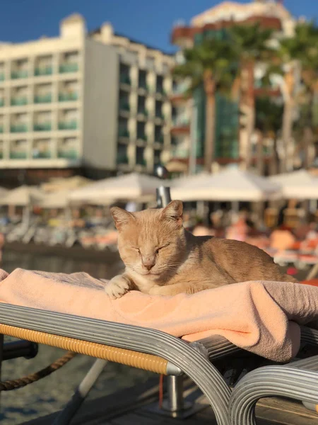 The cat sleeps on a chair in front of the hotel.