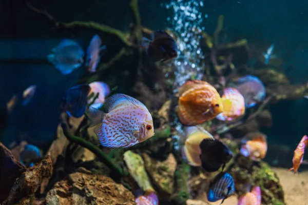 Kleurrijke Vissen Uit Spieces Symphysodon Discus Aquarium Sluitingen Van Volwassen — Stockfoto