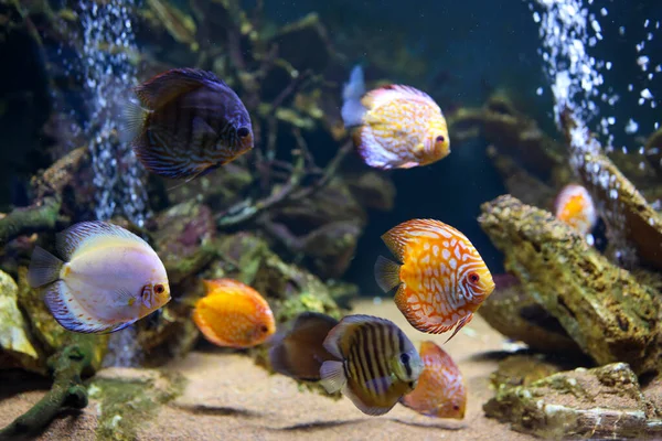 Kleurrijke Vissen Uit Spieces Symphysodon Discus Aquarium Sluitingen Van Volwassen — Stockfoto