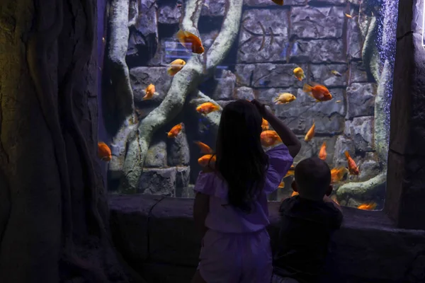 Little Children Aquarium Look Fish — ストック写真