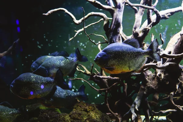 Piranha Debaixo Água Peixes Agressivos Perigosos Aquário Piranhas Escuras Com — Fotografia de Stock