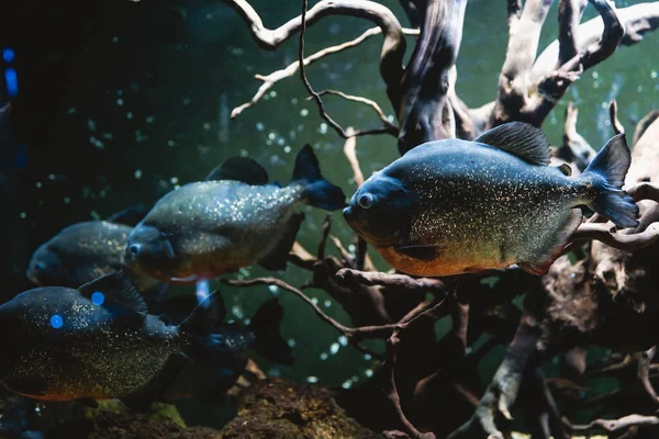 ピラニア水中 危険な攻撃的な魚でダークピラニア水族館で根 — ストック写真