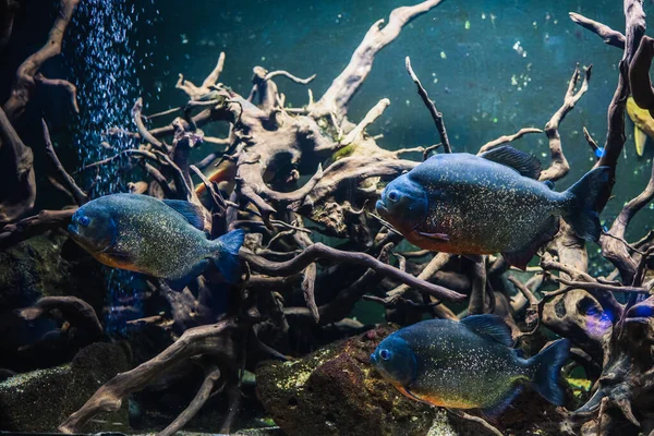 Piranha Underwater Dangerous Aggressive Fish Dark Piranha Aquarium Roots — Stockfoto