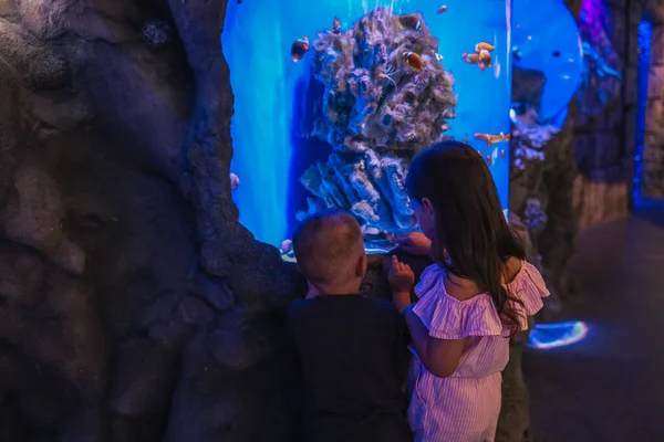 Little Children Aquarium Look Fish — Fotografia de Stock