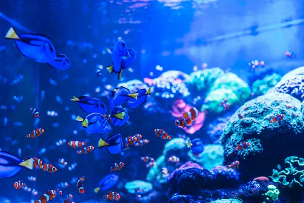 Animals of the underwater sea world. Ecosystem. Colorful tropical fish. Life in the coral reef.