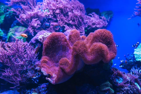 Su altı deniz dünyasının hayvanları. Ekosistem. Renkli tropikal balıklar. Mercan kayalıklarında yaşam.