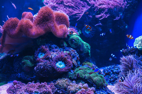 Animals of the underwater sea world. Ecosystem. Colorful tropical fish. Life in the coral reef.