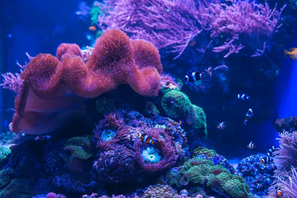Dieren Van Onderwaterwereld Ecosysteem Kleurrijke Tropische Vissen Leven Het Koraalrif — Stockfoto