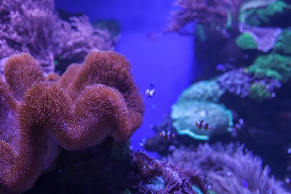 Animals Underwater Sea World Ecosystem Colorful Tropical Fish Life Coral — Stock Photo, Image