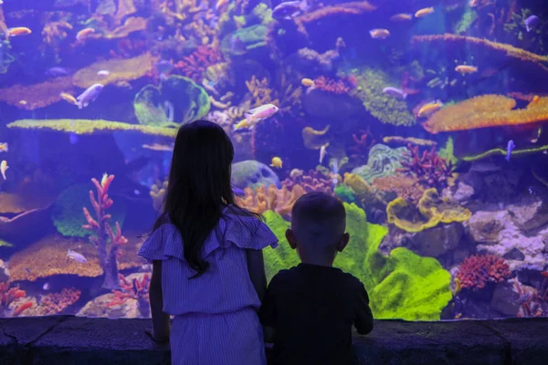 Little Children Aquarium Look Fish — Fotografia de Stock