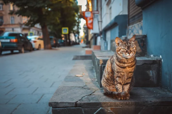 Beautiful cat on the city street