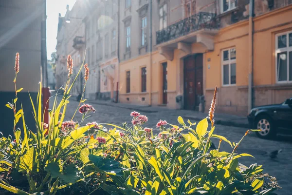 Beautiful aesthetic photo of Lviv