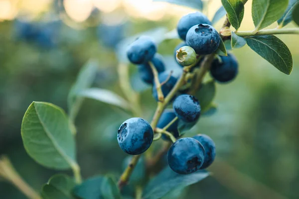 A branch of a large blueberry on a bush close-up