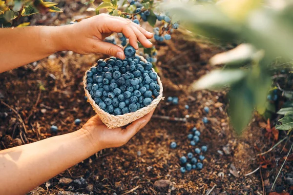 Close-up basket with blueberries in hands, picking berries in the garden
