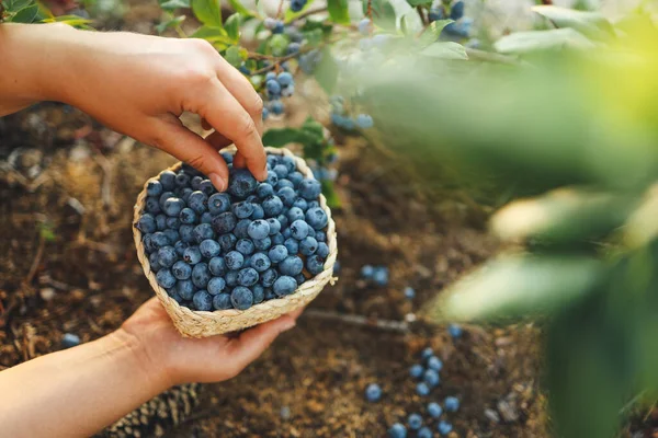 Close-up basket with blueberries in hands, picking berries in the garden