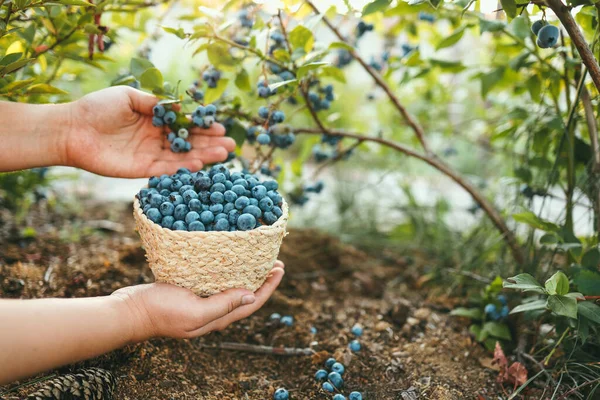 Close Basket Blueberries Hands Picking Berries Garden — стоковое фото