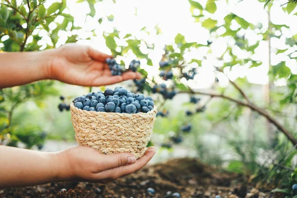 Close-up basket with blueberries in hands, picking berries in the garden