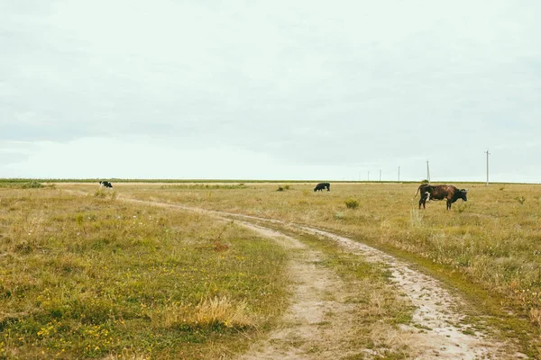 野原での黒と白の酪農牛の放牧 — ストック写真