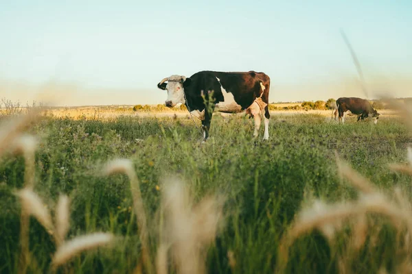 Vaca Lechera Blanca Negra Pastando Campo — Foto de Stock