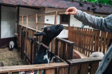 A man in a zoo feeds a goat from his hands. Help Animals