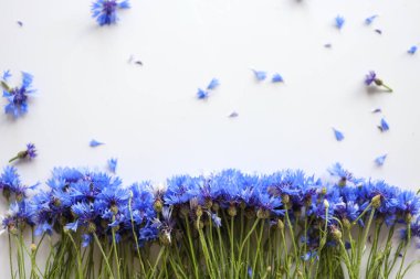 Beyaz arkaplanda mavi çiçek