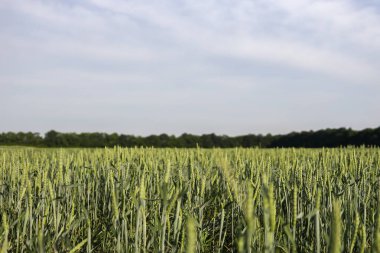Gökyüzü ve yeşil otlarla dolu yaz manzarası