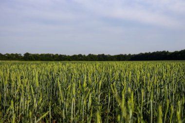 Gökyüzü ve yeşil otlarla dolu yaz manzarası