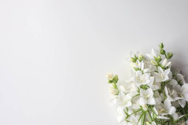 Beyaz Eucharis Grandiflora beyaz arka plan üzerinde izole çiçek