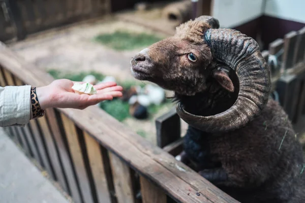 Hand feeding animal in farm. Ram eats cabbage from children\'s hand through the fence.