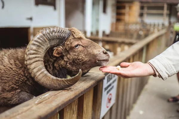 Hand feeding animal in farm. Ram eats cabbage from children's hand through the fence.
