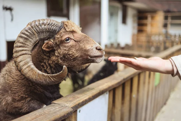 Hand feeding animal in farm. Ram eats cabbage from children's hand through the fence.