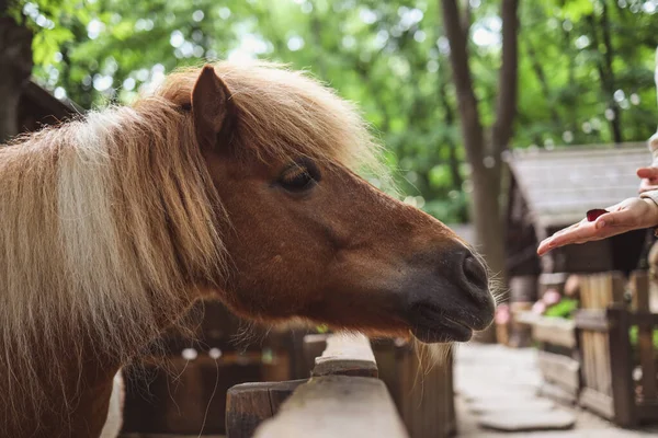 A woman feeds a horse from her hands at the zoo. Help Animals