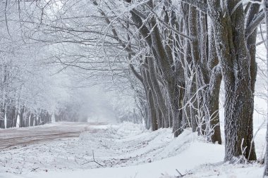 Buz tutmuş akçaağaç ağaçları. Kış kırsal toprak yolu. Kar tarla manzarasını kapladı. Soğuk sisli bulutlu hava. Beyaz Rusya