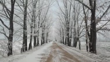Buz tutmuş meşe ağaçları sokağı. Kış kırsal toprak yolu. Bulutlu, bulutlu bir gökyüzü. Kar tarla manzarasını kapladı. Soğuk hava. Beyaz Rusya