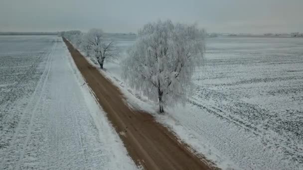 Σκαλάκι Σφεντάμι Και Σημύδες Στον Πάγο Χειμερινό Αγροτικό Χωματόδρομο Συννεφιασμένος — Αρχείο Βίντεο