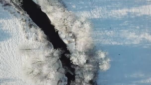 서리가 내리는 하늘을 배경으로 강둑의 나무들 비포장도로 들판을 뒤덮었습니다 벨로루시 — 비디오