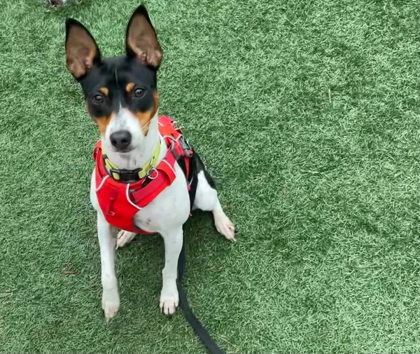 Rat Terrier in red harness sitting on green grass