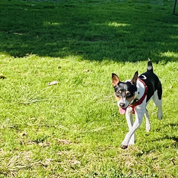 Rat Terrier Corriendo Campo Hierba Día Soleado — Foto de Stock