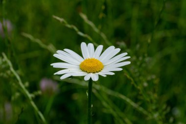 Makro bir örümcek gibi harika bir böceğe yakın olmak, ya da bir yaprağın üzerindeki sinek ya da böcek gibi.