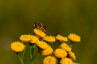 Makro bir örümcek gibi harika bir böceğe yakın olmak, ya da bir yaprağın üzerindeki sinek ya da böcek gibi.