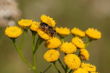 Makro bir örümcek gibi harika bir böceğe yakın olmak, ya da bir yaprağın üzerindeki sinek ya da böcek gibi.