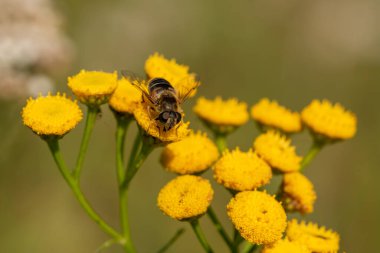 Makro bir örümcek gibi harika bir böceğe yakın olmak, ya da bir yaprağın üzerindeki sinek ya da böcek gibi.