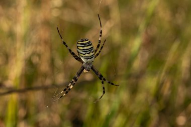 Makro bir örümcek gibi harika bir böceğe yakın olmak, ya da bir yaprağın üzerindeki sinek ya da böcek gibi.