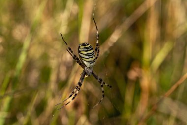 Makro bir örümcek gibi harika bir böceğe yakın olmak, ya da bir yaprağın üzerindeki sinek ya da böcek gibi.