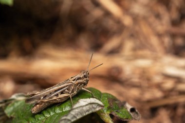 Makro bir örümcek gibi harika bir böceğe yakın olmak, ya da bir yaprağın üzerindeki sinek ya da böcek gibi.