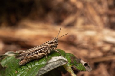 Makro bir örümcek gibi harika bir böceğe yakın olmak, ya da bir yaprağın üzerindeki sinek ya da böcek gibi.