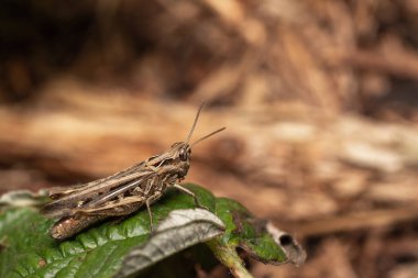 Makro bir örümcek gibi harika bir böceğe yakın olmak, ya da bir yaprağın üzerindeki sinek ya da böcek gibi.