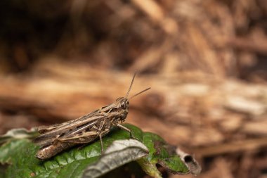 Makro bir örümcek gibi harika bir böceğe yakın olmak, ya da bir yaprağın üzerindeki sinek ya da böcek gibi.