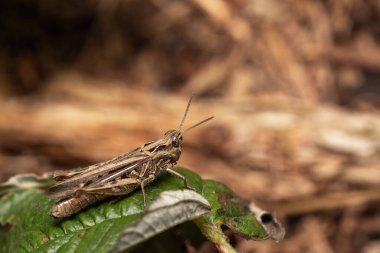 Makro bir örümcek gibi harika bir böceğe yakın olmak, ya da bir yaprağın üzerindeki sinek ya da böcek gibi.