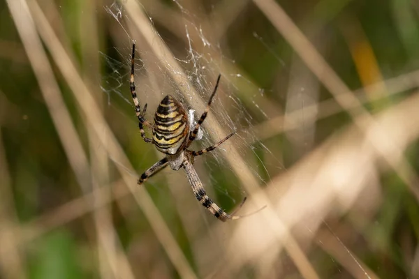 Macro Gros Plan Insecte Merveilleux Comme Une Araignée Une Mouche — Photo